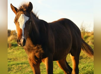Quarter Pony, Hengst, Fohlen (06/2025), 148 cm, Overo-alle-Farben