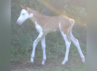 Quarter Pony, Hengst, Fohlen (07/2026), 148 cm, Overo-alle-Farben