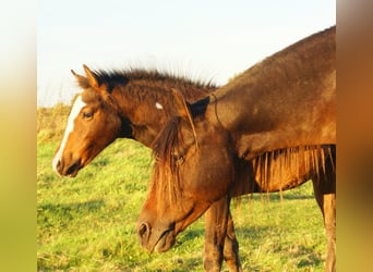 Quarter Pony, Hengst, Fohlen (06/2025), 148 cm, Overo-alle-Farben