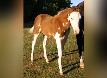 Quarter Pony, Hengst, Fohlen (07/2026), 148 cm, Overo-alle-Farben