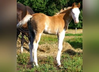 Quarter Pony, Hengst, Fohlen (07/2026), 148 cm, Overo-alle-Farben