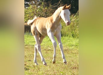Quarter Pony, Hengst, Fohlen (07/2026), 148 cm, Overo-alle-Farben
