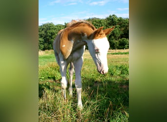 Quarter Pony, Hengst, Fohlen (07/2026), 148 cm, Overo-alle-Farben