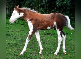 Quarter Pony, Hengst, Fohlen (07/2026), 148 cm, Overo-alle-Farben