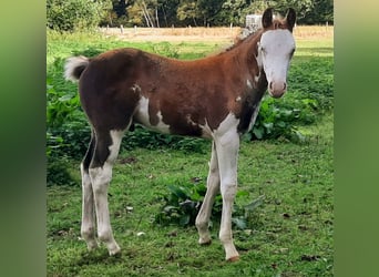 Quarter Pony, Hengst, Fohlen (07/2026), 148 cm, Overo-alle-Farben
