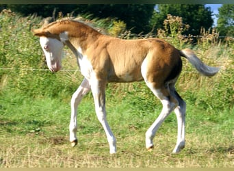 Quarter Pony, Hengst, Fohlen (07/2026), 148 cm, Overo-alle-Farben