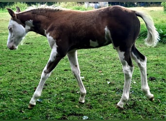 Quarter Pony, Hengst, Fohlen (07/2026), 148 cm, Overo-alle-Farben