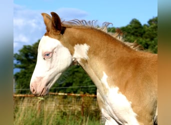 Quarter Pony, Hengst, Fohlen (07/2026), 148 cm, Overo-alle-Farben