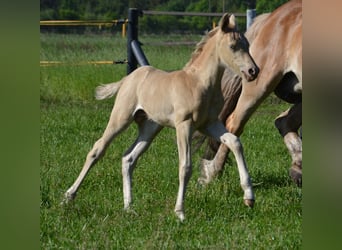 Quarter Pony, Hengst, Fohlen (05/2024), 150 cm, Champagne