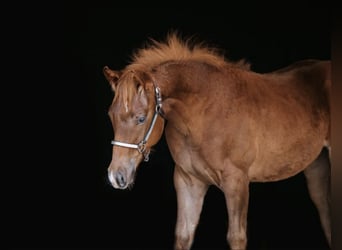 Quarter Pony, Hengst, Fohlen (03/2023), 150 cm, Dunkelfuchs