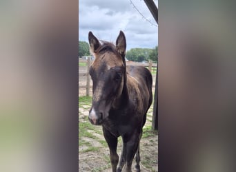 Quarter Pony Mix, Hengst, Fohlen (05/2026), 150 cm, Grullo
