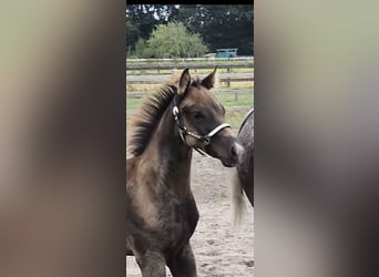 Quarter Pony Mix, Hengst, Fohlen (05/2026), 150 cm, Grullo