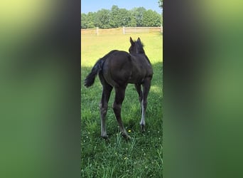 Quarter Pony Mix, Hengst, Fohlen (05/2026), 150 cm, Grullo