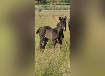 Quarter Pony Mix, Hengst, Fohlen (05/2026), 150 cm, Grullo