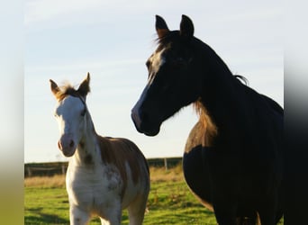Quarter Pony, Hengst, Fohlen (08/2025), 150 cm, Overo-alle-Farben