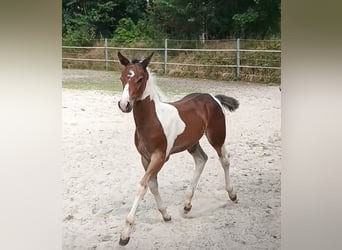 Quarter Pony, Hengst, Fohlen (06/2024), 150 cm, Schecke