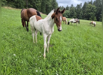 Quarter Pony, Hengst, Fohlen (06/2025), 150 cm, Tovero-alle-Farben