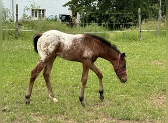 Quarter Pony, Hengst, Fohlen (05/2024), Brauner