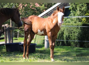 Quarter Pony, Hengst, Fohlen (04/2023), Overo-alle-Farben