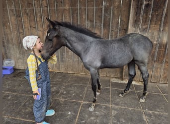 Quarter Pony, Hengst, Veulen (04/2025), 145 cm, Blauwschimmel