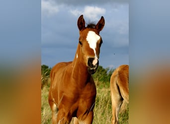 Quarter Pony, Hengst, Veulen (06/2025), 148 cm, Bruin