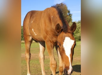 Quarter Pony, Hengst, Veulen (06/2025), 148 cm, Donkerbruin