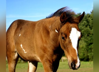 Quarter Pony, Hengst, Veulen (06/2025), 148 cm, Donkerbruin