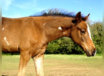 Quarter Pony, Hengst, Veulen (06/2025), 148 cm, Donkerbruin