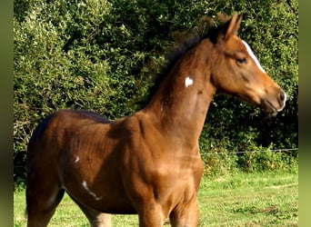 Quarter Pony, Hengst, Veulen (06/2025), 148 cm, Donkerbruin