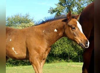 Quarter Pony, Hengst, Veulen (06/2025), 148 cm, Donkerbruin