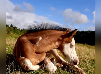 Quarter Pony, Hengst, veulen (06/2023), 148 cm, Overo-alle-kleuren
