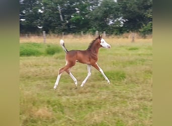 Quarter Pony, Hengst, veulen (06/2023), 148 cm, Overo-alle-kleuren