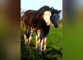 Quarter Pony, Hengst, veulen (06/2023), 148 cm, Overo-alle-kleuren