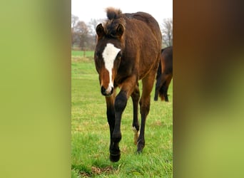 Quarter Pony, Hengst, Veulen (06/2025), 148 cm, Overo-alle-kleuren
