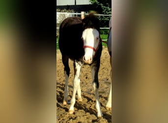 Quarter Pony, Hengst, veulen (06/2023), 148 cm, Overo-alle-kleuren