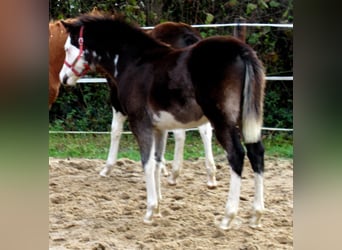 Quarter Pony, Hengst, veulen (06/2023), 148 cm, Overo-alle-kleuren