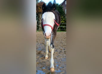 Quarter Pony, Hengst, veulen (06/2023), 148 cm, Overo-alle-kleuren