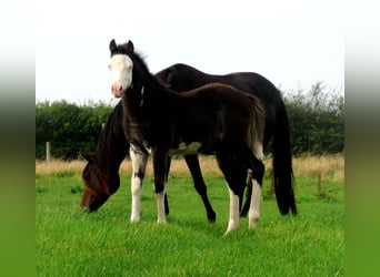 Quarter Pony, Hengst, veulen (06/2023), 148 cm, Overo-alle-kleuren