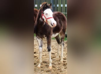 Quarter Pony, Hengst, veulen (06/2023), 148 cm, Overo-alle-kleuren