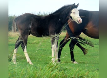 Quarter Pony, Hengst, veulen (06/2023), 148 cm, Overo-alle-kleuren