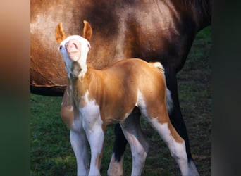 Quarter Pony, Hengst, Veulen (07/2026), 148 cm, Overo-alle-kleuren