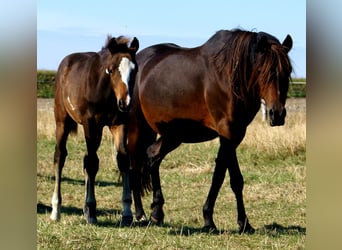Quarter Pony, Hengst, Veulen (06/2025), 148 cm, Overo-alle-kleuren