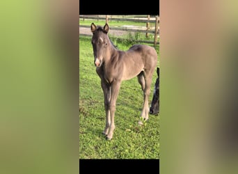 Quarter Pony Mix, Hengst, Veulen (05/2026), 150 cm, Grullo