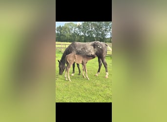 Quarter Pony Mix, Hengst, Veulen (05/2026), 150 cm, Grullo