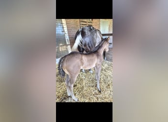 Quarter Pony Mix, Hengst, Veulen (05/2026), 150 cm, Grullo