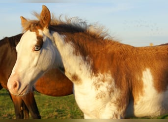 Quarter Pony, Hengst, Veulen (08/2025), 150 cm, Overo-alle-kleuren