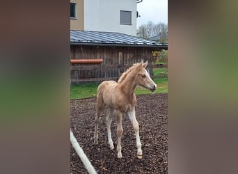Quarter Pony, Hengst, Veulen (04/2025), 150 cm, Palomino