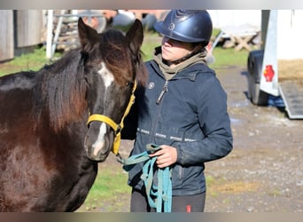 Quarter Pony Mix, Hengst, Veulen (01/2025), 150 cm, Zwart
