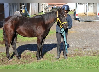 Quarter Pony Mix, Hengst, Veulen (01/2025), 150 cm, Zwart