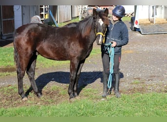 Quarter Pony Mix, Hengst, Veulen (01/2025), 150 cm, Zwart